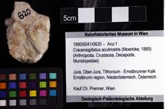 Foto (Objket + Etiketten) von Cracensigillatus acutirostris (Moericke, 1889) 